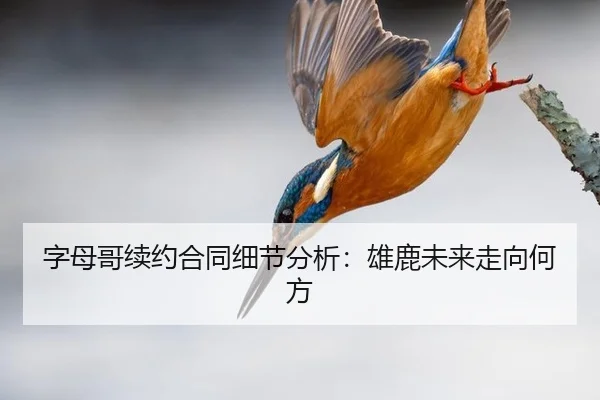 字母哥续约合同细节分析：雄鹿未来走向何方